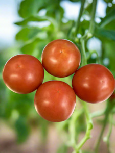 Grocery home delivery: Tomatoes- NZ Gourmet $2.50 bag