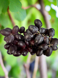 Grapes BLACK seedless 1/2 kilo