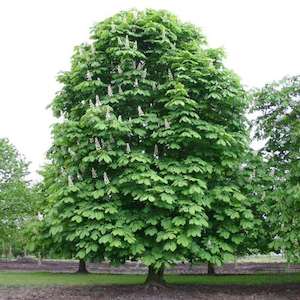 Our Top recommendations for Trees: Aesculus hippocastanum, Common Horse Chestnut – Pb18