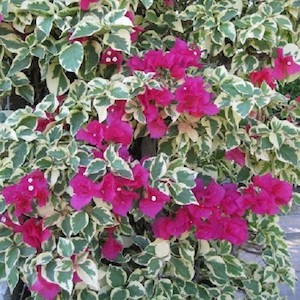 Bougainvillea Zuki – 2Ltr