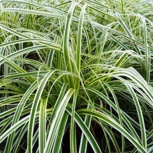 Evergreen: Carex Feather Falls – 2Ltr/2.5Ltr