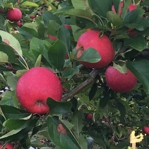 Apple Pacific Rose – Pb18