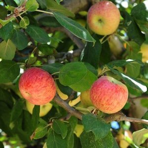 Apples: Apple Gravenstein – Pb12