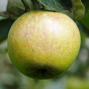 Apple Claygate Pearmain – Pb12