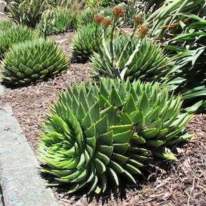 Aloe polyphylla, Spiral Aloe – 2.5Ltr/3Ltr