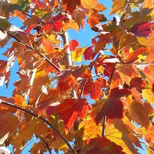 Acer rubrum October Glory, Red Maple – Pb12