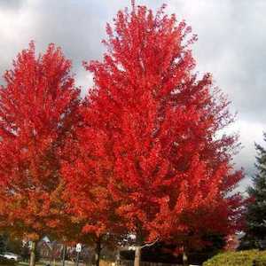 Acer rubrum Jeffersred, Red Maple – Pb18