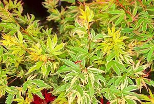 Deciduous: Acer Butterflies – Pb28