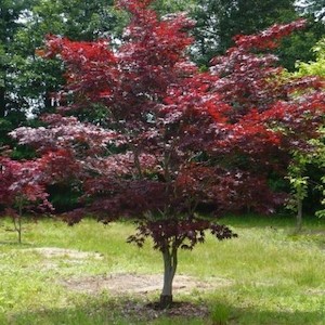 Acer Bloodgood – 35Ltr