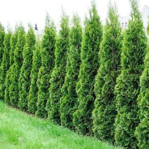 Thuja Smaragd, White Cedar – Pot