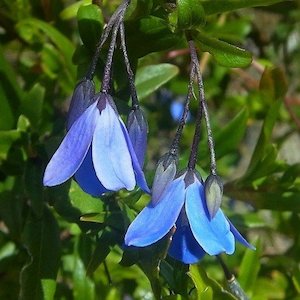 Climbers: Billardiera heterophylla, Bluebell Creeper – Pb6.5