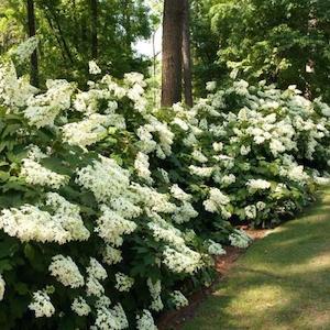 Hydrangea Pee Wee – Pb5 (50/80)