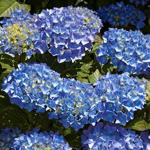 Hydrangea Blue Diamond – Pb6.5