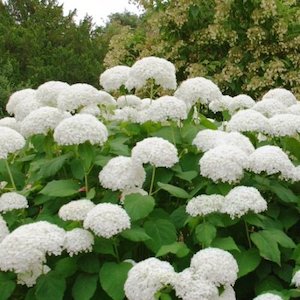 Deciduous: Hydrangea Grandad – Pb5/Pb6.5