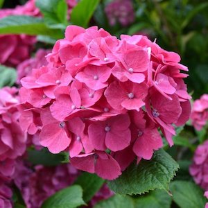 Hydrangea Piamina – Pb6.5/3.5Ltr