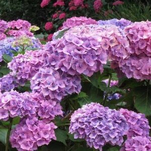 Hydrangea Alpen Gluten – Pb6.5