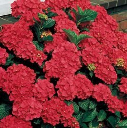 Hydrangea Flower Master Red – 3.5Ltr