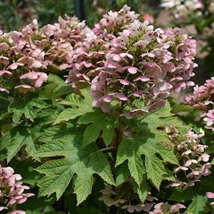 Hydrangea quercifolia, Oakleaf Hydrangea – Pb6.5 (50/100)