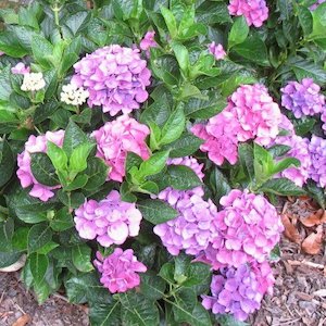 Hydrangea Zurich – Pb6.5