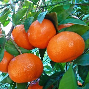 Citrus: Mandarin Afourer PB18