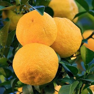 Citrus: Lemon Yuzu