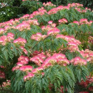 Albizia Rosea, Silk Tree – Pb18/28