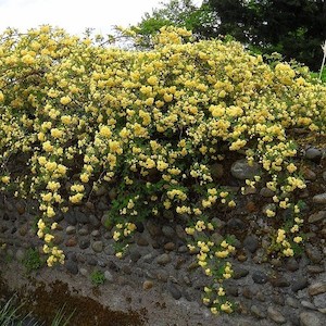 Rosa banksiae Lutea, Lady Banks Rose – Pb5/2Ltr