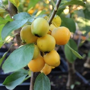 Malus Yellow Hornet, Crabapple – 25Ltr