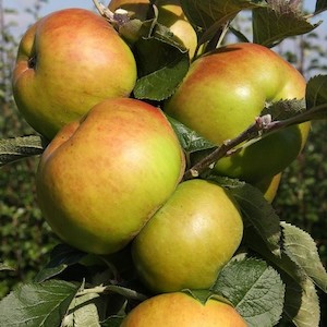 Apple Bramley’s – Pb12