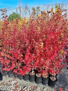 Our Top recommendations for Shrubs: Acer palmatum, Japanese Maple – Pb8