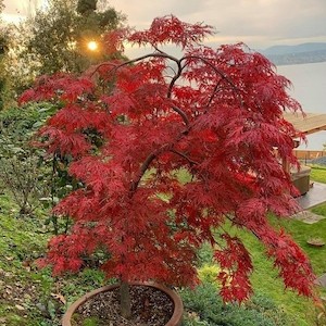 Acer palmatum dissectum Orangeola