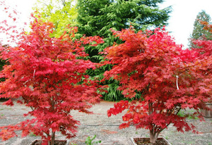 Acer palmatum Fireglow