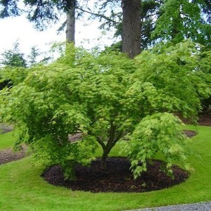 Acer palmatum Omurayama