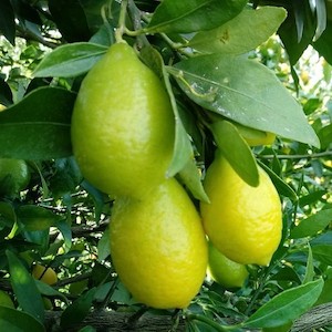 Limequat – PB5