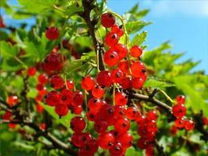 Berries: Currant Red – Pb5/Pb6.5