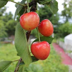 Cherries: Cherry Tangshe – Pb18