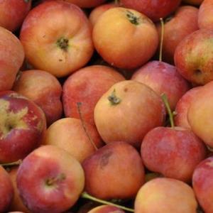 Apples: Apple Bedford Crab – Pb12