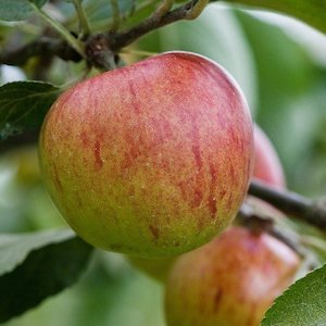 Apple Benoni – Pb12