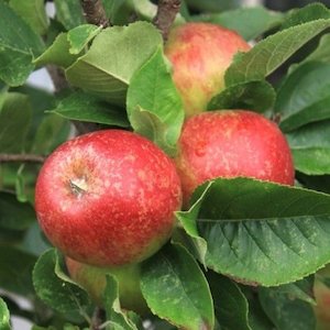 Apples: Apple Baby Ben (Dwarf) – Pb12