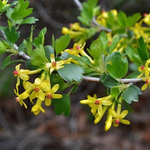 Ribes aureum, Golden Currant – Pb5