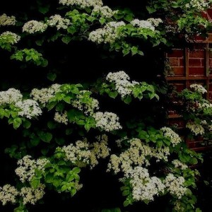 Hydrangea seemannii – 2.5Ltr (20/40)