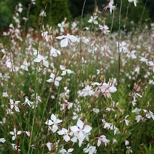 Deciduous: Gaura Sparkle White – Pb3/Pb5