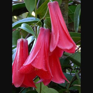 Lapageria rosea Nash Court, Chilean bellflower