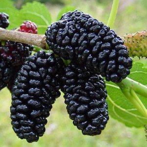 Berries: Morus nigra, Black Mulberry