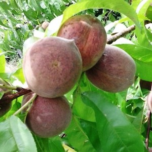 Deciduous: Peach Triple Blackboy/Golden Queen/Springcrest – Pb18