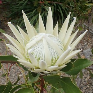 Shrubs: Protea Arctic Ice, White King Protea