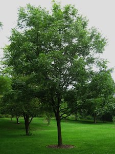 Carya illinoinensis, Pecan – Pb12 (60/120)