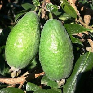 Feijoa Apollo – Pb6.5