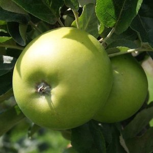 Apple Granny Smith – Pb12