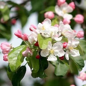 Malus Gorgeous, Crabapple – Pb12